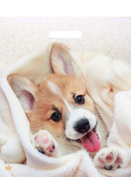 Пакет с вырубной ручкой (38х45)-60 Малыш Веня ламинат Тико 50/500