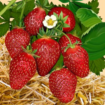 Салфетки (33х33) 3-сл Клубника (20) 1/15